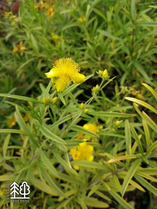 Hypericum kalmianum   'Gemo'